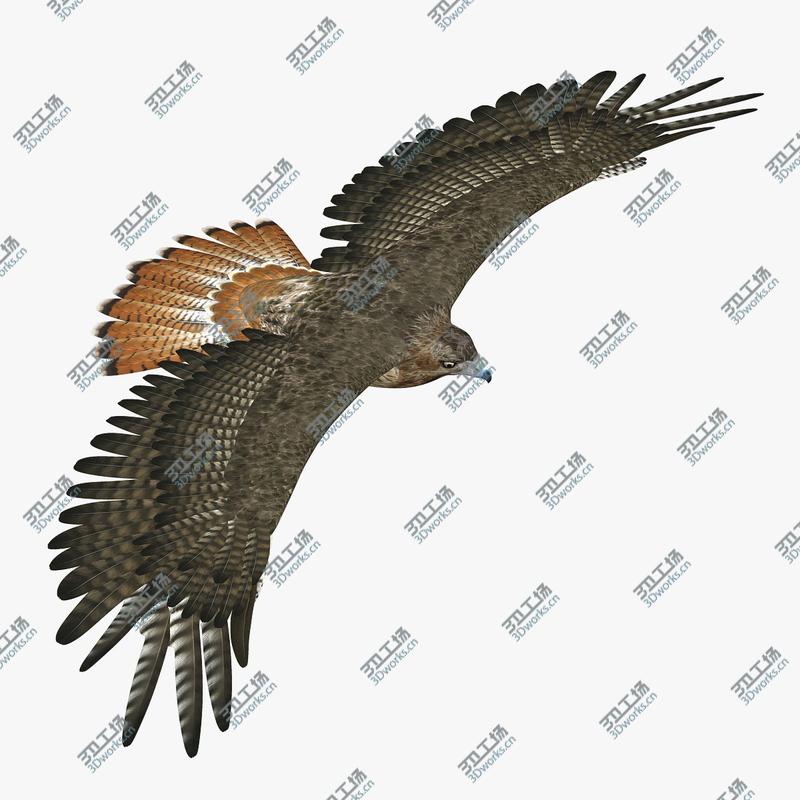 images/goods_img/202105074/Hawk (RIGGED)/3.jpg